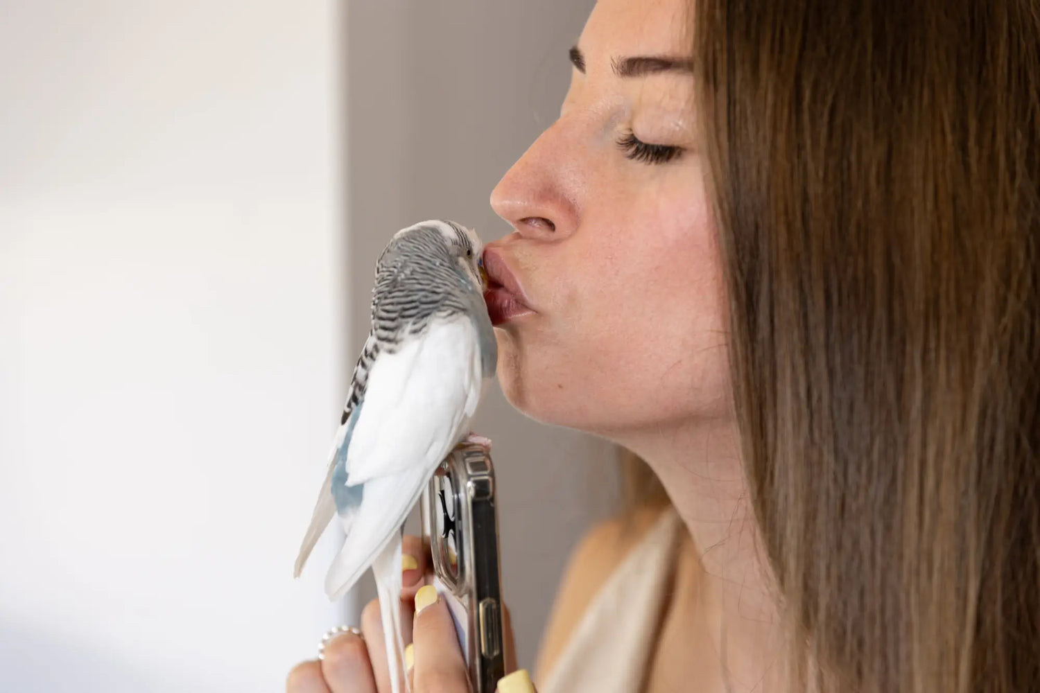 Perruche calopsitte: tout savoir sur cet oiseau de compagnie