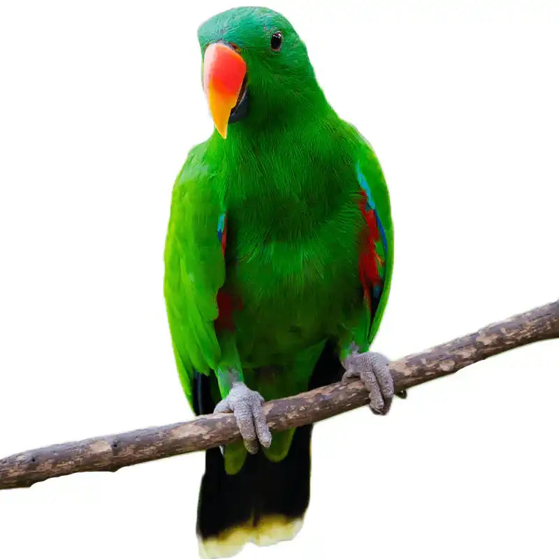 Perroquet vert avec un bec orange.