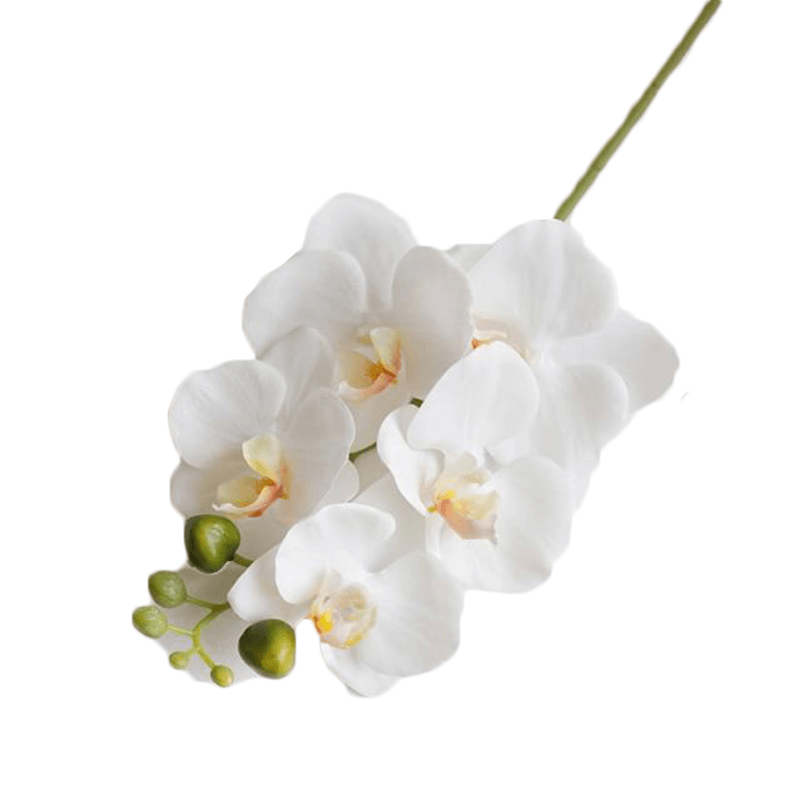 Fleur d’un arbre ressemblant a la tulipe perroquet