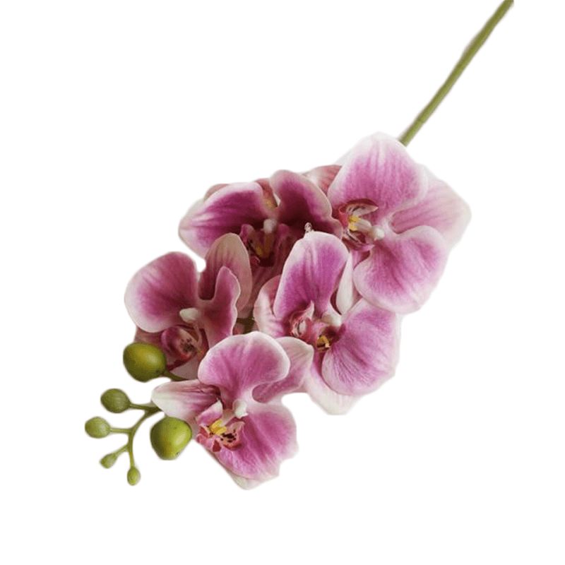 Fleur d’un arbre ressemblant a la tulipe perroquet