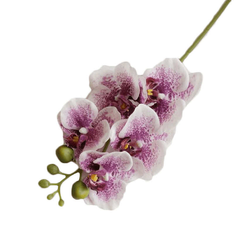 Fleur d’un arbre ressemblant a la tulipe perroquet