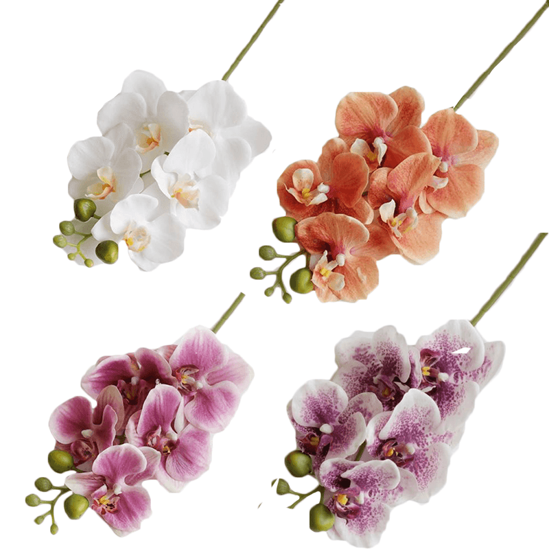 Fleur d’un arbre ressemblant a la tulipe perroquet