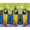 Image pour tableau 3D perroquets