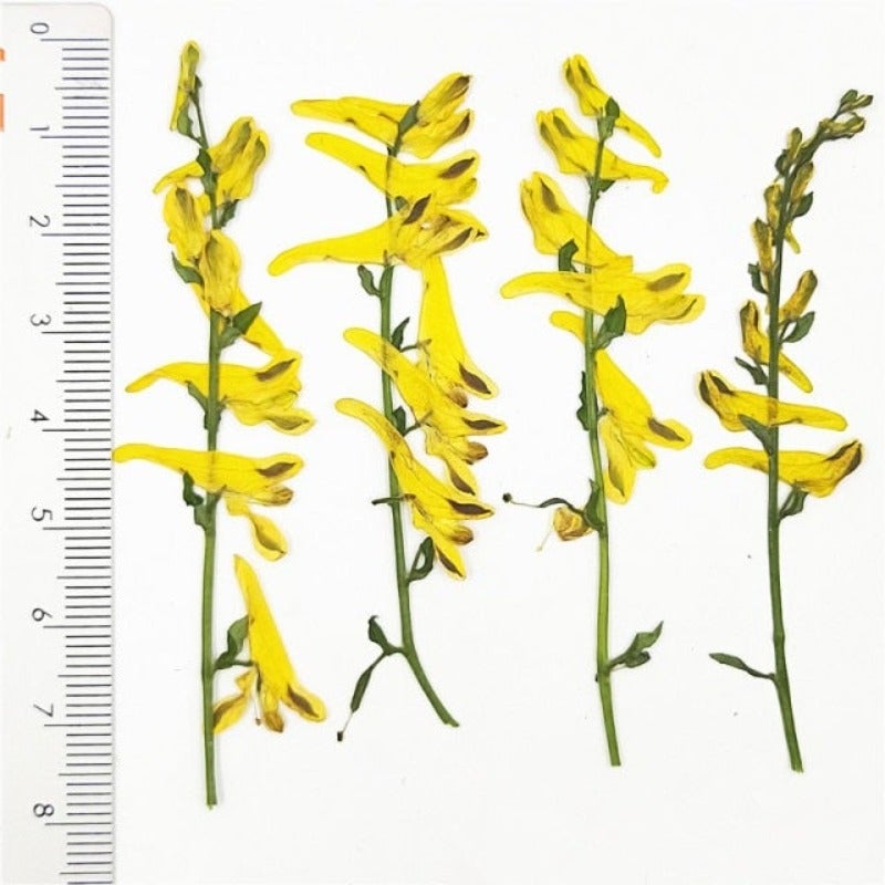 Plante en forme de perroquet