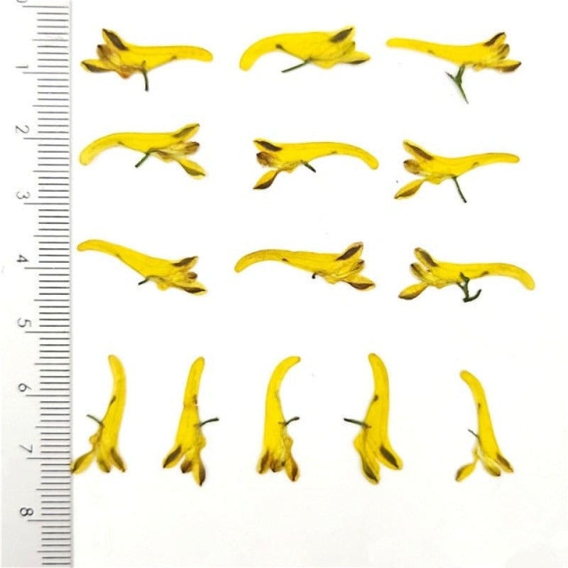 Plante en forme de perroquet