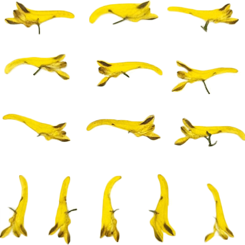 Plante en forme de perroquet