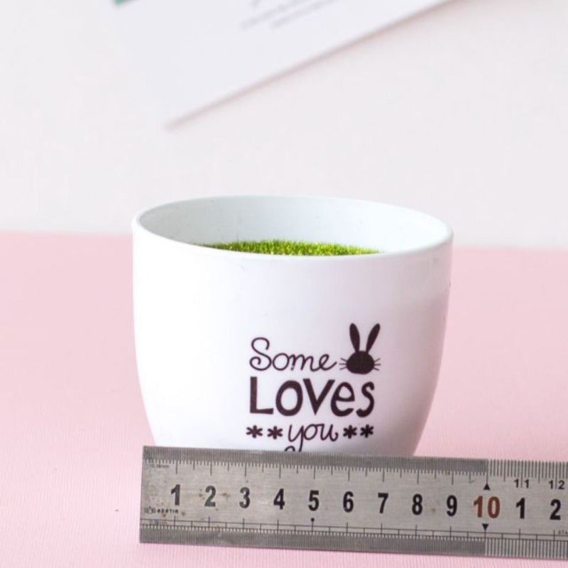 Plante perroquet en pot