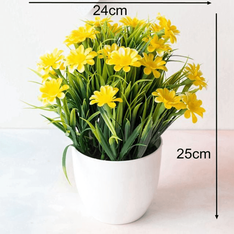 Plante perroquet en pot