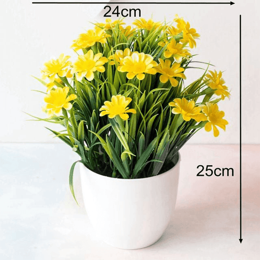 Plante perroquet en pot