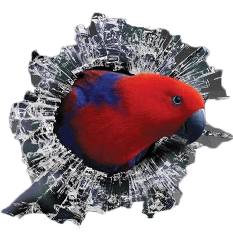 Stickers perroquet voiture