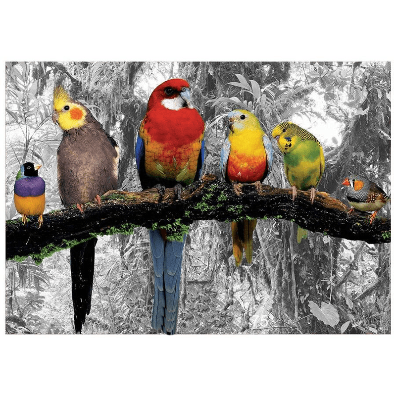 Tableau des différence entre perroquet