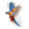 Toile coloré avec perroquet