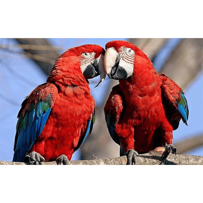 Toile perroquet deco