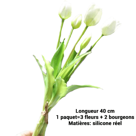 Tulipe perroquet blanche