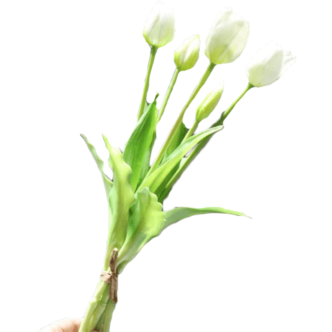 Tulipe perroquet blanche