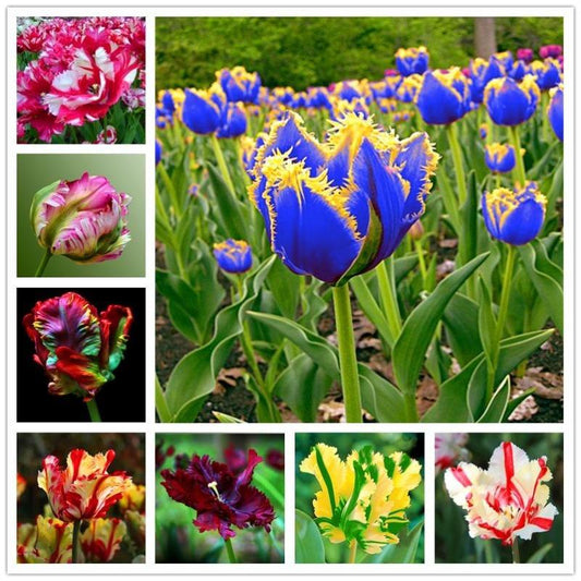 Tulipe perroquet graine