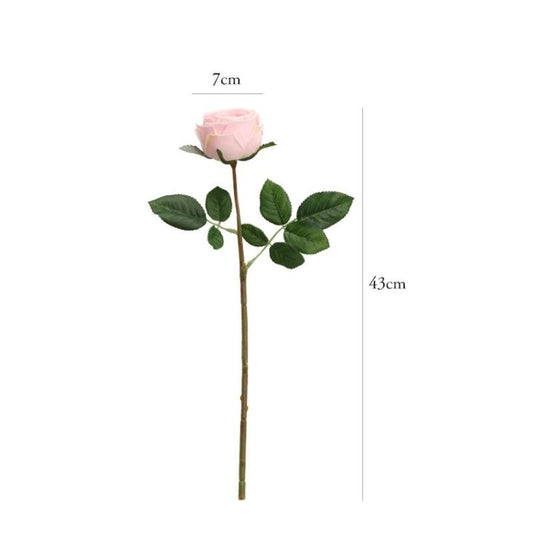 Tulipe perroquet rose