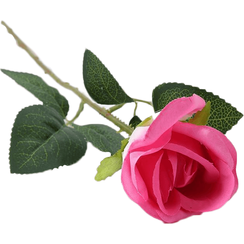 Tulipe perroquet signification