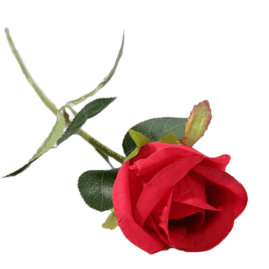 Tulipe perroquet signification