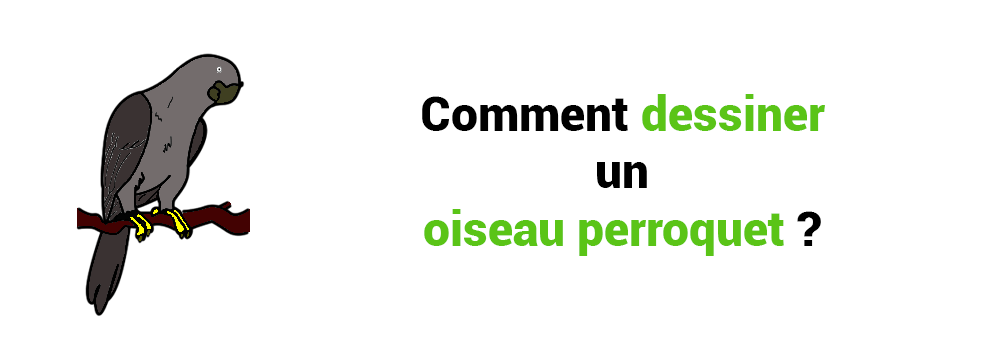 COMMENT DESSINER UN OISEAU PERROQUET?