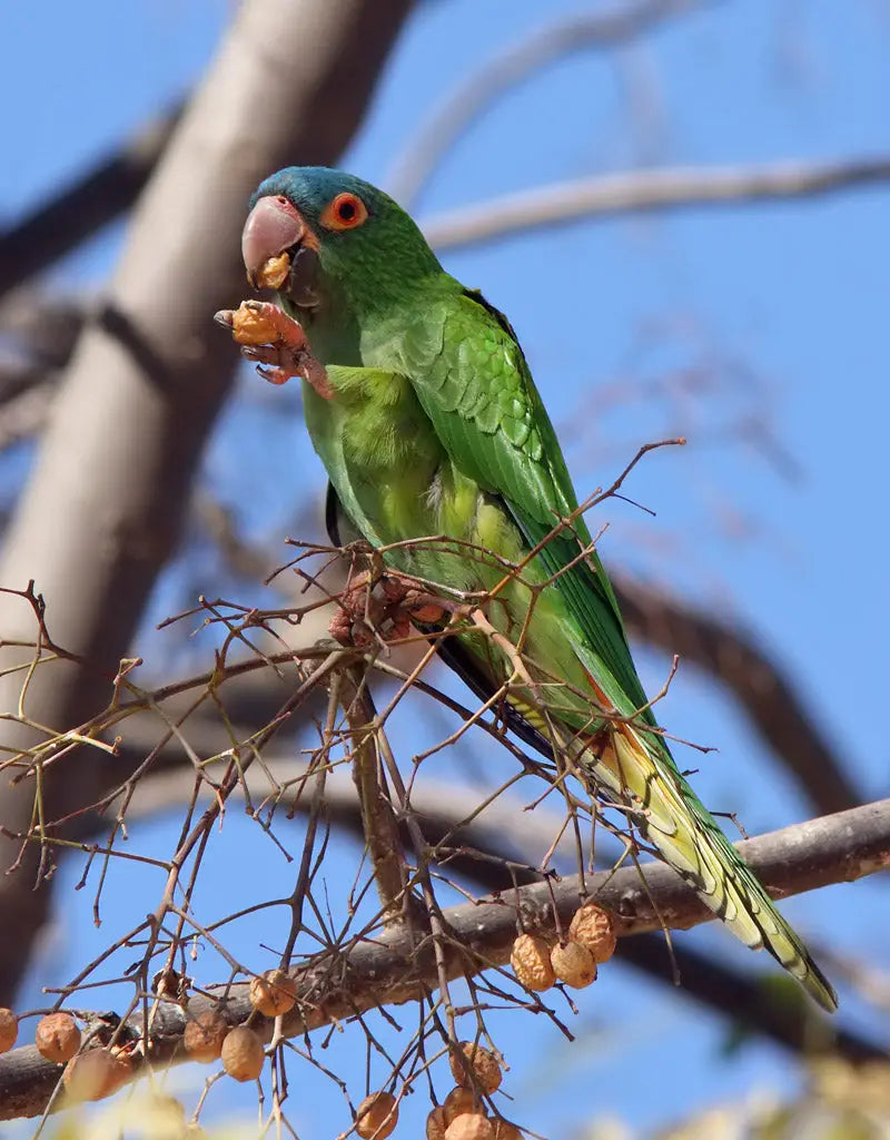 Conure à tête bleue : conseils et critères à considérer pour choisir sa bonne cage