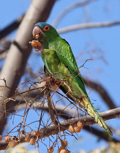 Conure à tête bleue : conseils et critères à considérer pour choisir sa bonne cage