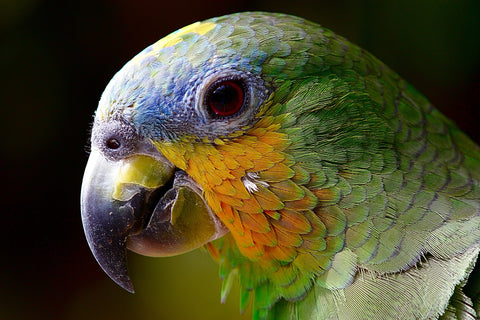 Découvrez le monde coloré des perroquets : prix et conseils d'achat