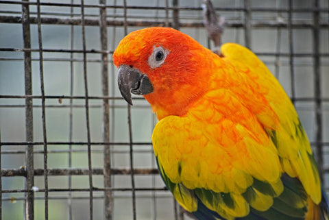 Cage d'occasion ou neuve pour perroquet: comment choisir?