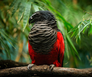 Le perroquet dracula : tout ce que vous devez savoir à son sujet