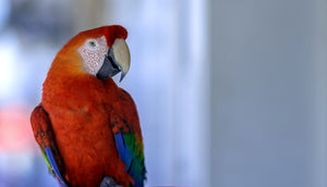 Combien de temps vit un perroquet : découvrez la longévité de ces oiseaux fascinants