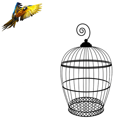 Cage perroquet | univers-du-perroquet