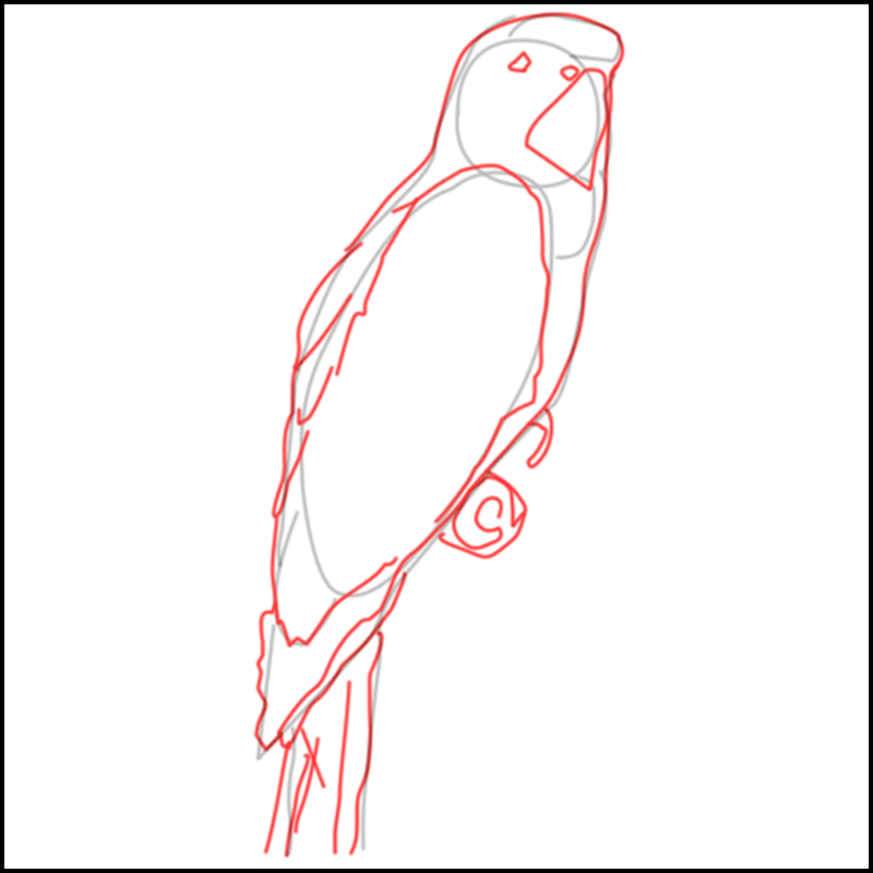 Coloriage à imprimer de perroquet