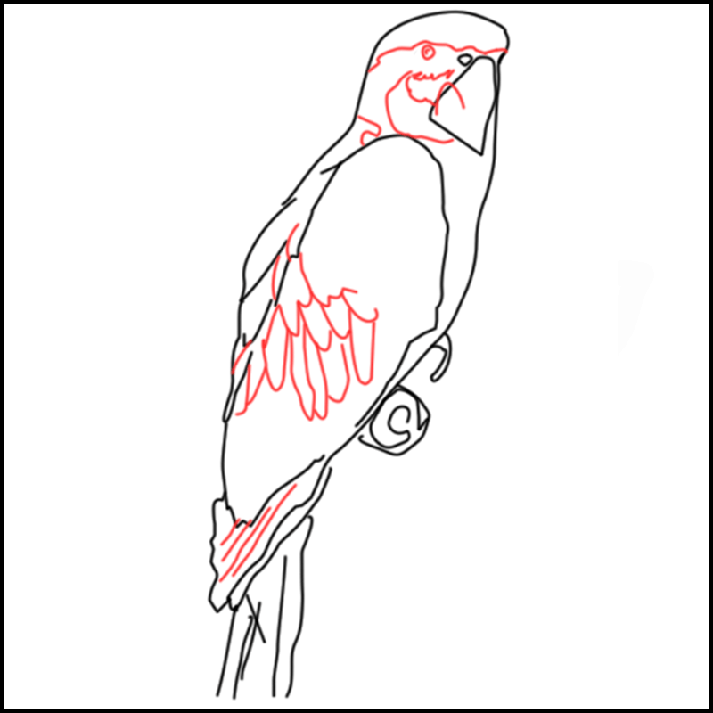 Coloriage à imprimer de perroquet