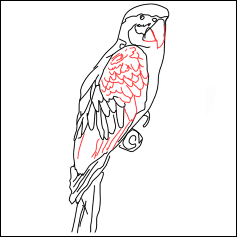 Coloriage à imprimer de perroquet
