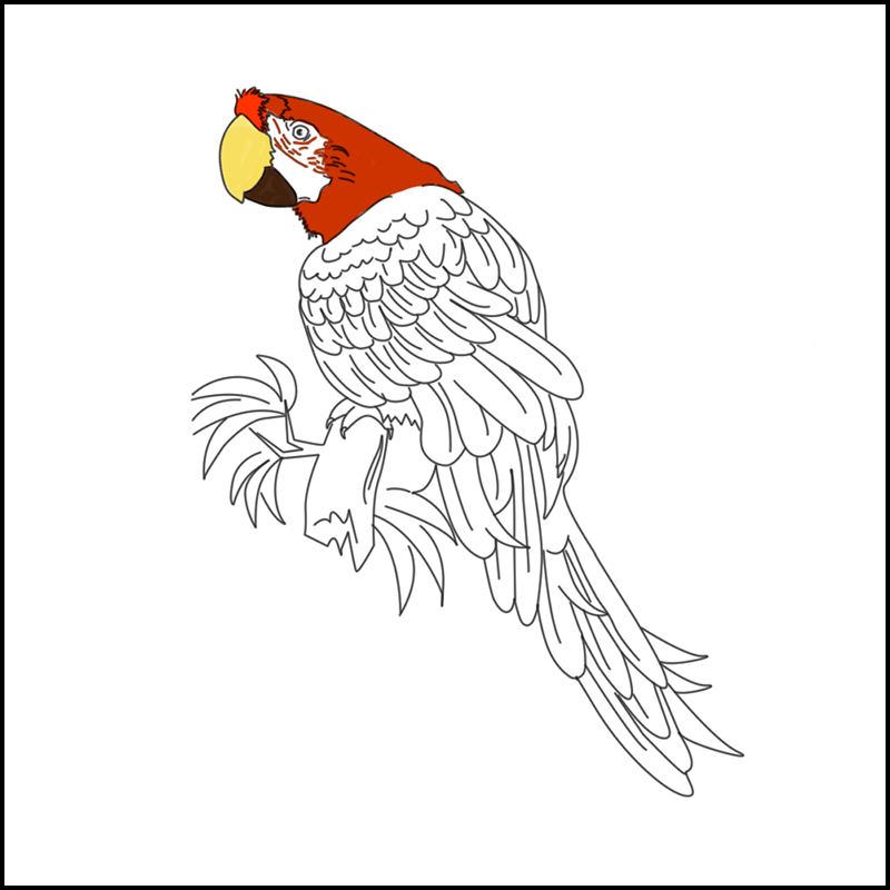 Coloriage en ligne perroquet