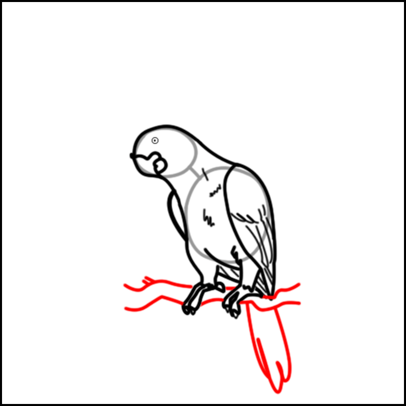 comment dessiner un oiseau perroquet