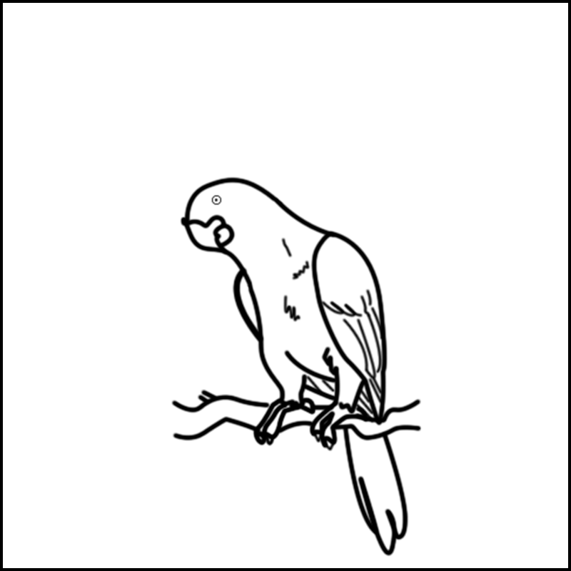 comment dessiner un oiseau perroquet