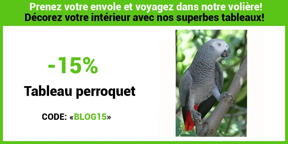 Comment dessiner un oiseau perroquet