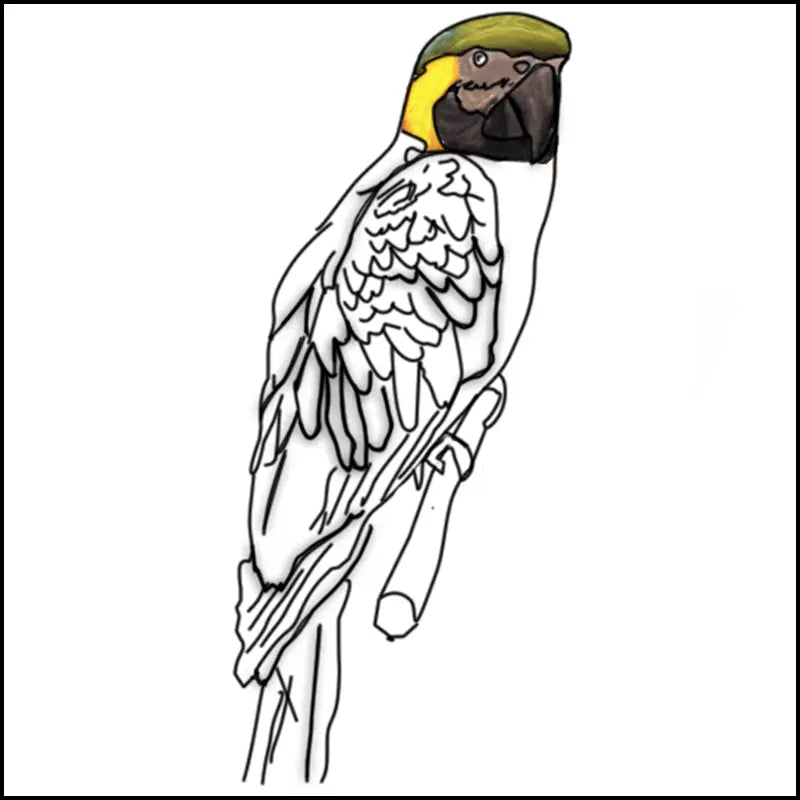Coloriage à imprimer de perroquet