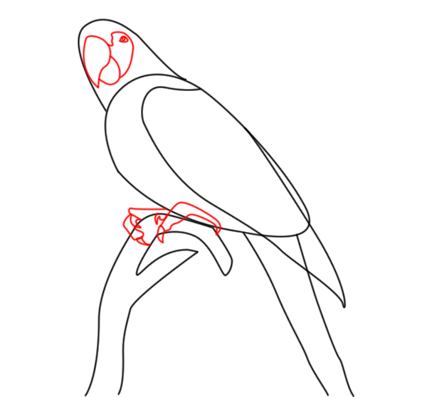 étape 4 - Comment dessiner un perroquet réaliste ?