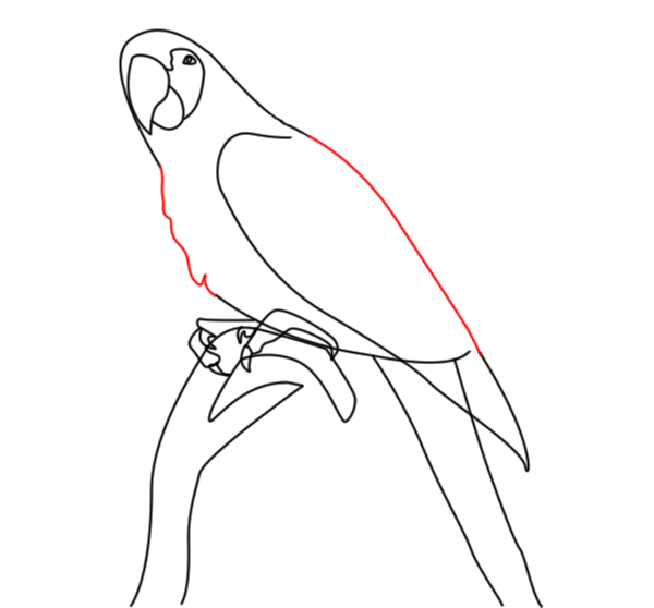 étape 5 - Comment dessiner un perroquet réaliste ?