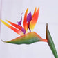 Fleurs bec de perroquet
