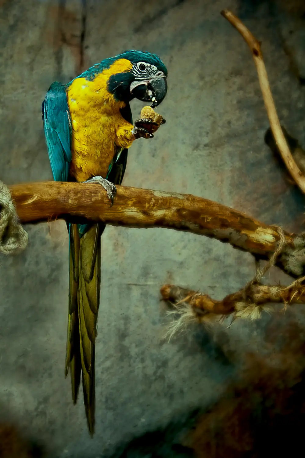 A patient owner with a parrot