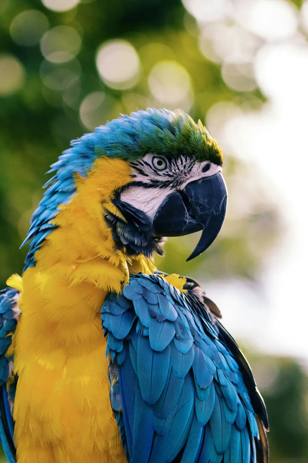 A parrot eating a healthy diet