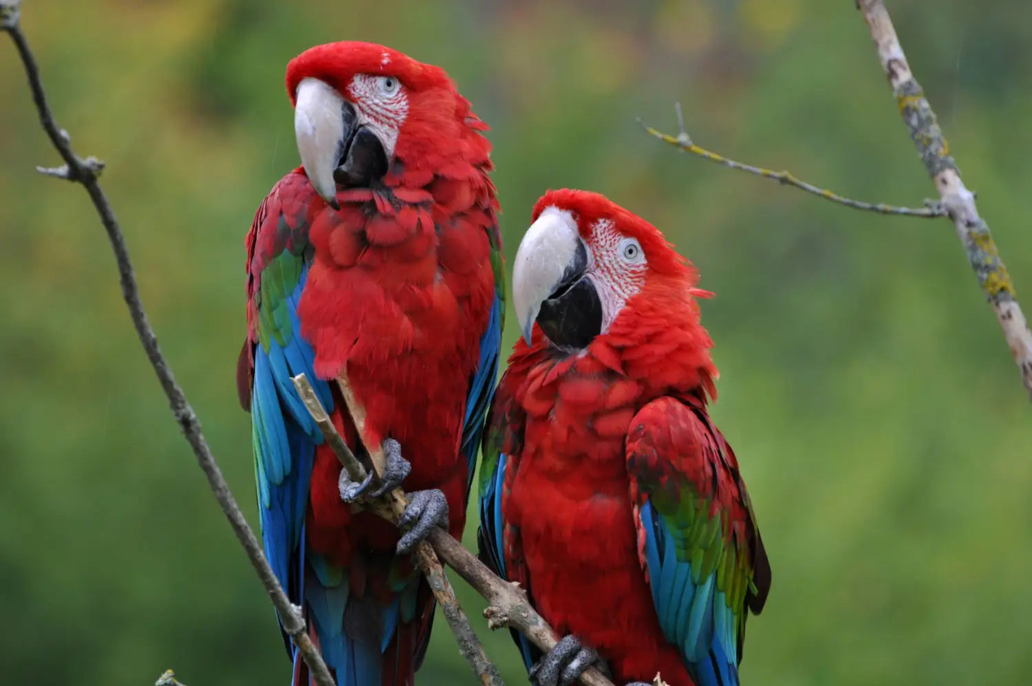 A parrot displaying a behavior