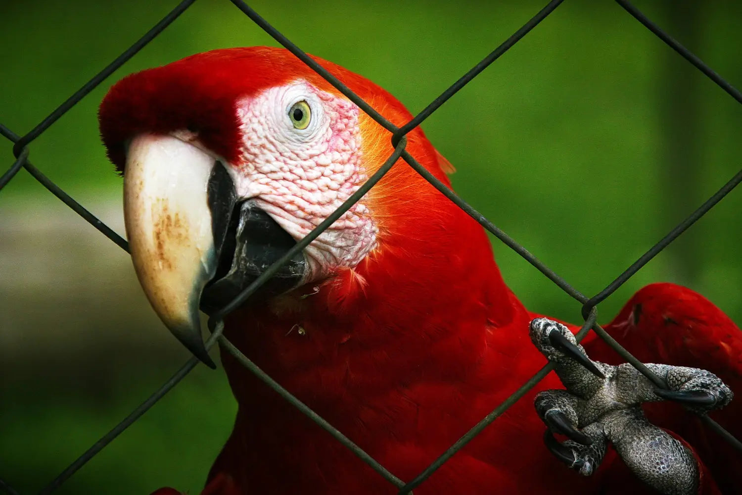 A parrot receiving a treat as a reward
