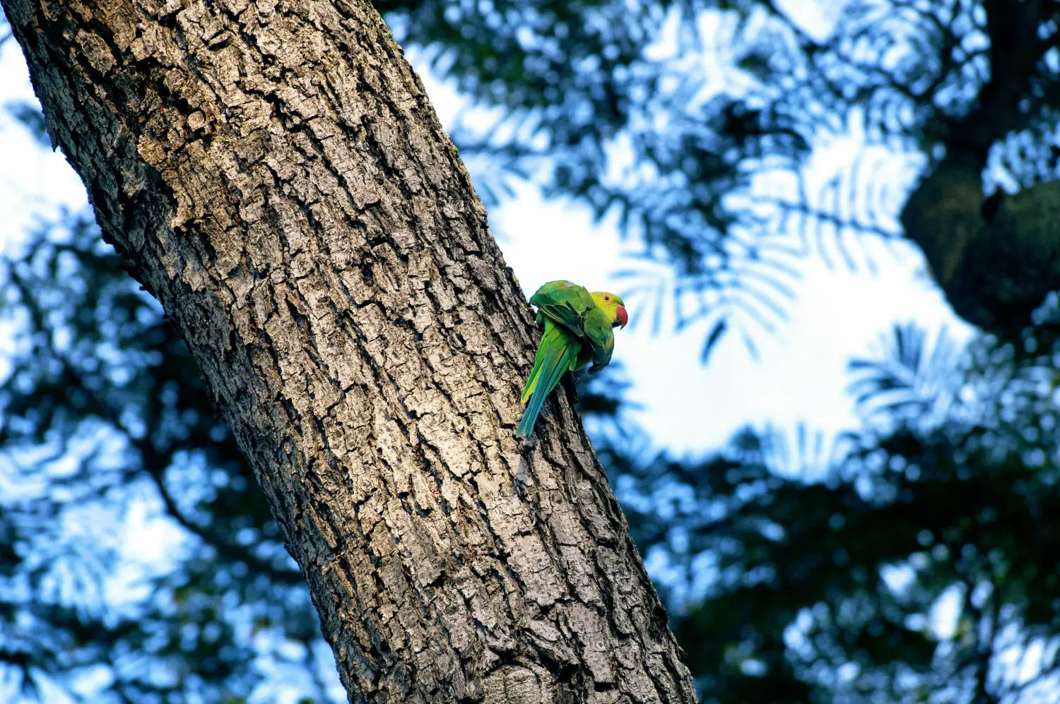 A parrot mimicking human speech