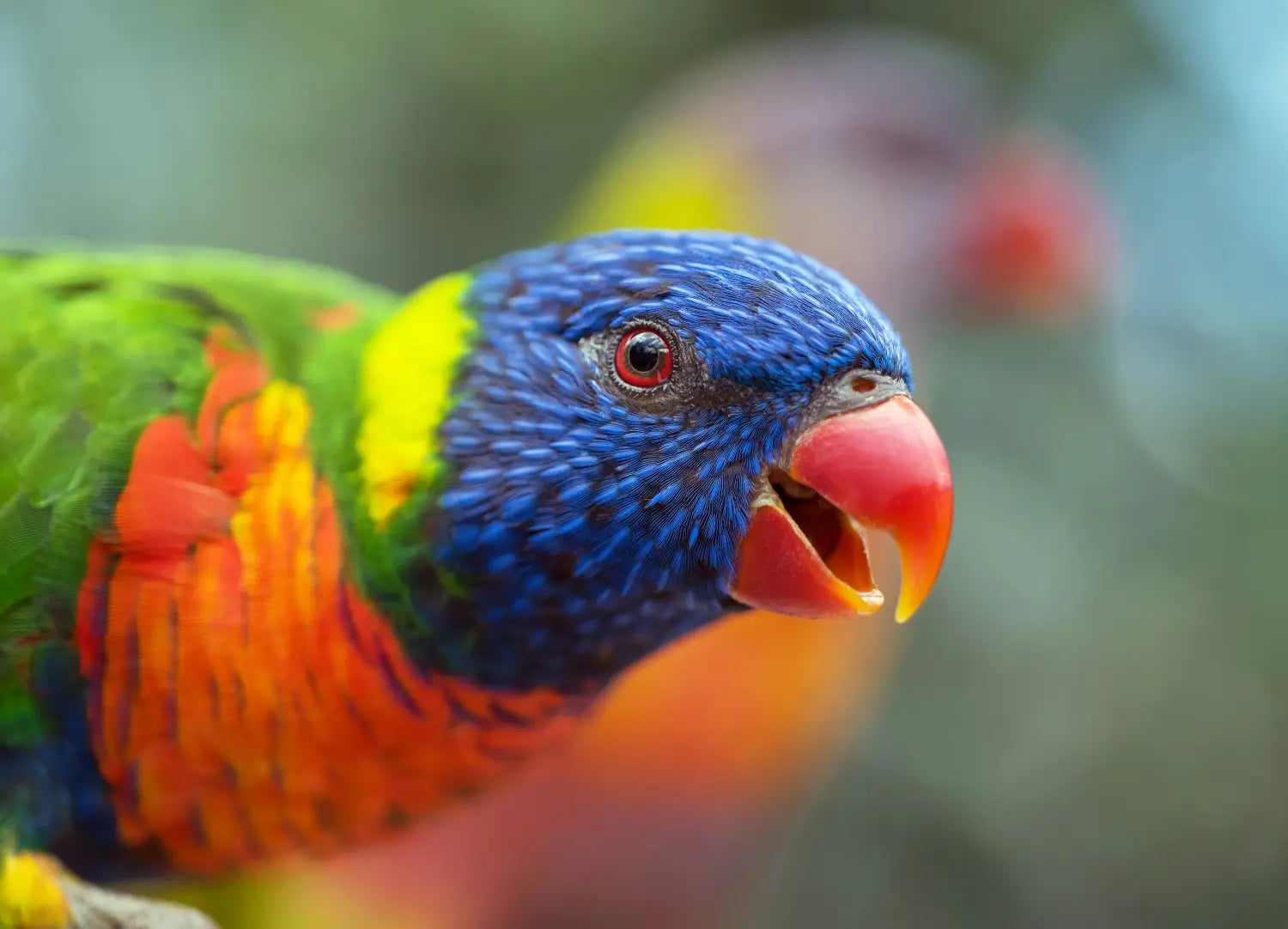 A parrot with a variety of toys