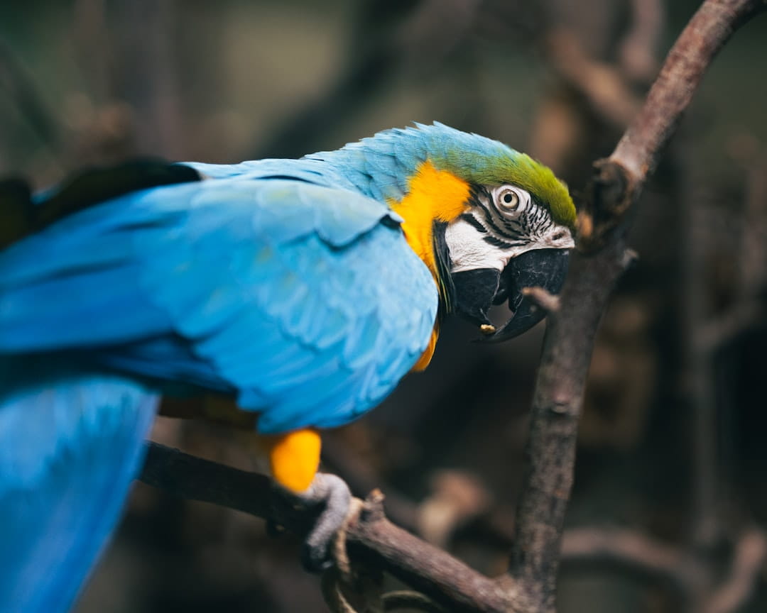 a blue and yellow parrot perched on a tree branch