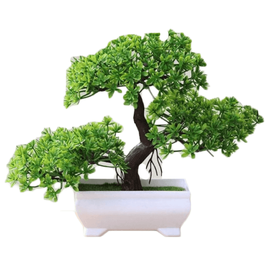 Arbre perroquet plante